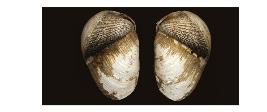 clams copy