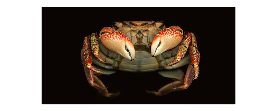 crabs copy