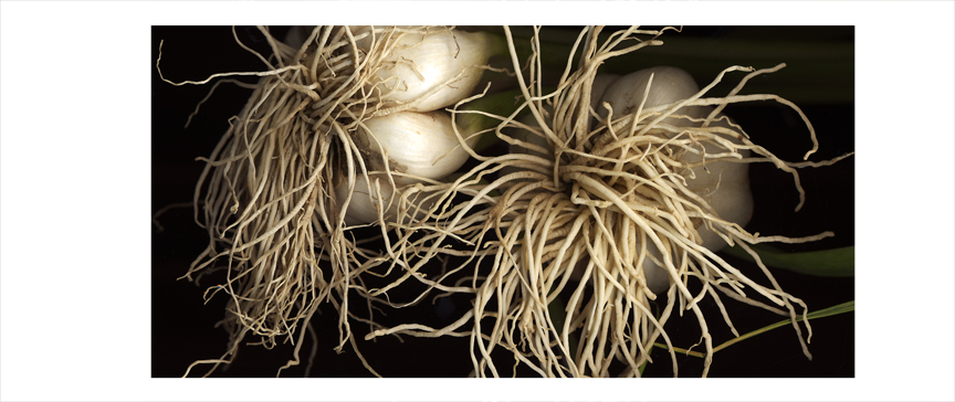 garlics copy